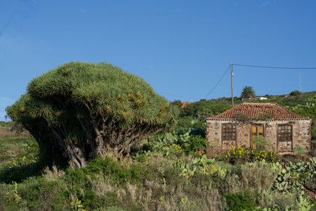 Dragon tree beside a historical houseの写真素材