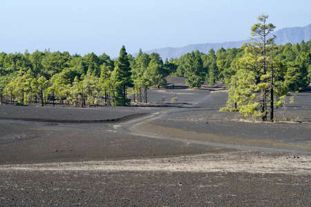 Black paths through green pines of La Palmaの写真素材