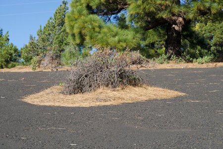 vegetation in a black desertの写真素材