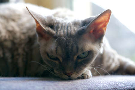 Head of a gray Devon Rex on the buttomの写真素材