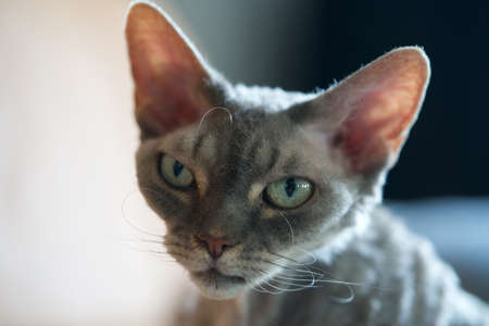 Devon Rex with green eyesの写真素材