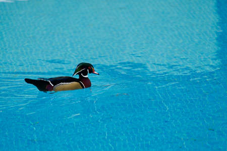 Wood duck in a swimming poolの写真素材