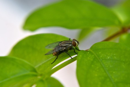 Lonely fly