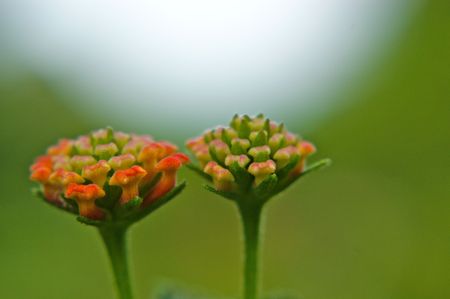 twin colorful flower on green background at Chiangmaiの写真素材