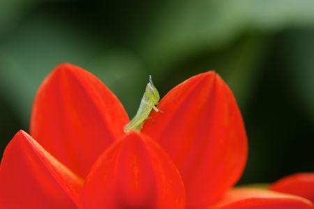 small green grasshopper at red flowerの写真素材