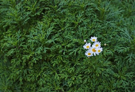 green leaves and white flower in royal gardenの写真素材