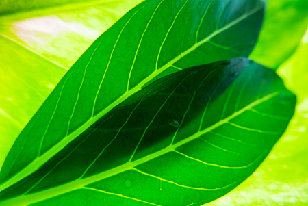 Green leaves background with lighting.