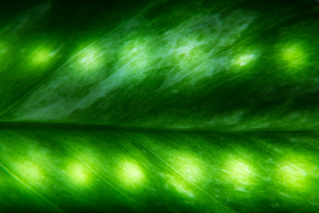 Green leaves background with lighting.の写真素材