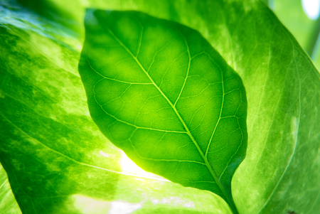 Green leaves background with lighting.の写真素材