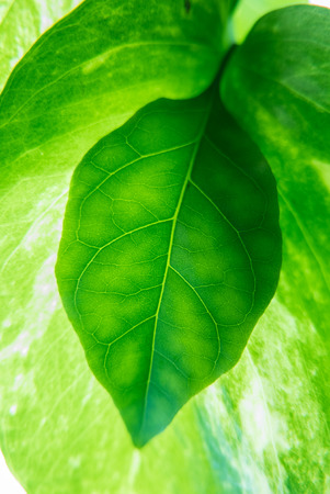 Green leaves background with lighting.の写真素材