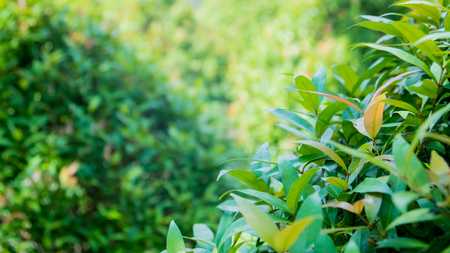 Nature green leaf with green color bokeh background.