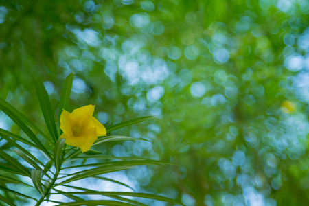 Nature flower and green leaf with green color bokeh background.の写真素材