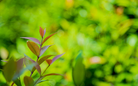 Nature green leaf with green color bokeh background.の写真素材