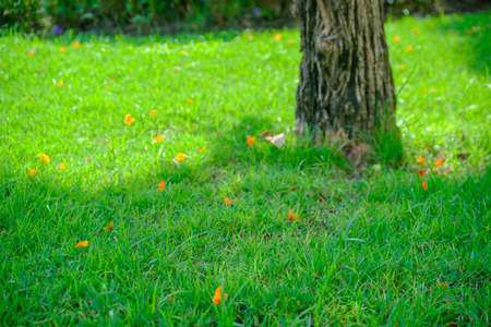 Green lawn with tree in garden.の写真素材