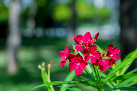 Nature flower and green leaf with green color bokeh background.の写真素材