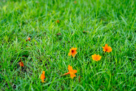 Green lawn background.の写真素材