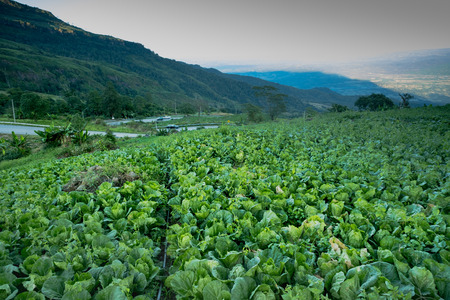 Landscape view of a freshly growing cabbage field. Phetchabun District, Thailand.Photo taken on: 29 November , 2016の写真素材
