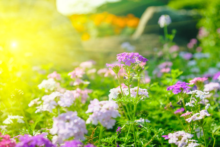 Soft-focus of flowers blooming in a field during summer with selective focus and blurry background with sun lighting flare effect.の写真素材
