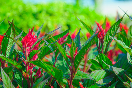 flowers blooming in a field during summer with selective focus and blurry background. Photo taken...
