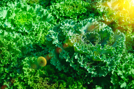 Soft focus of Big cabbage in the garden.の写真素材