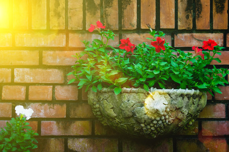 Soft-focus of Outdoor flower pot hanging in small garden and  during summer with selective focus and blurry background with sun lighting flare effect.の写真素材