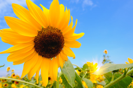 Selective and Soft focus. Sunflowers field and blue sky with lighting flare effect.の写真素材