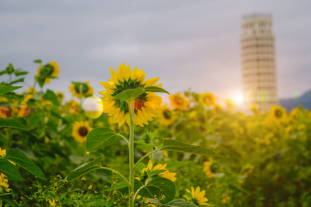 Selective and Soft focus. Sunflowers field with lighting flare effect.の写真素材