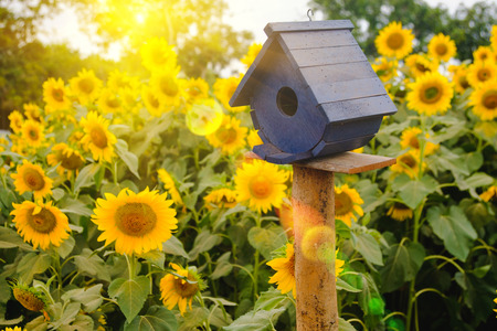 Selective and Soft focus. Bird Houses on Sunflowers field background with lighting flare effect.の写真素材