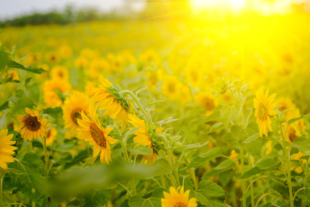 Selective and Soft focus. Sunflowers field with lighting flare effect.の写真素材
