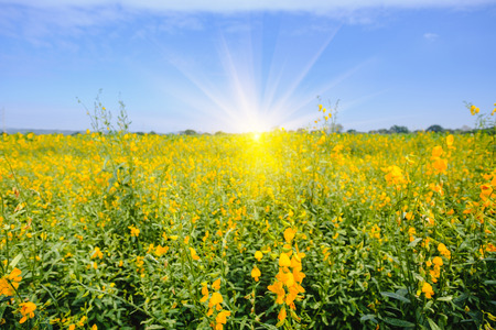 Beautiful of farm Yellow Crotalaria flower with lighting flare effect in Thailand.