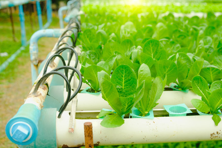 Organic hydroponic vegetable cultivation farm at countryside, Thailand.の写真素材