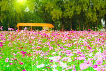 Selective focus and soft focus of cosmos garden with blur bus tour and tree background in hot sunny day.の写真素材