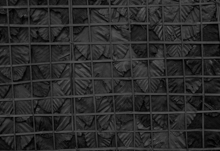 Black and white image style, Wall made from leaf in rural. Dry Leaf wall background.の写真素材