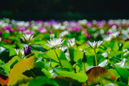 This beautiful water lily or lotus flower blooming on the water in garden,Thailand. Selective and soft focus with blurred background.の写真素材
