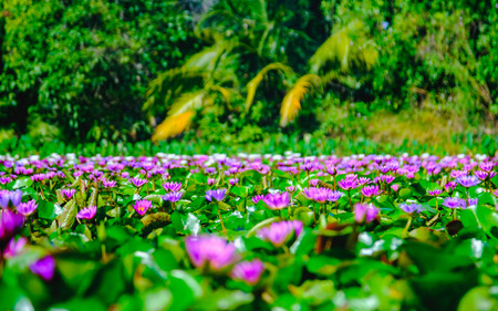 Colorful of water lily or lotus flower blooming on the water in garden,Thailand. Selective and soft focus with blurred background.の写真素材