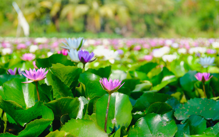 Colorful of water lily or lotus flower blooming on the water in garden,Thailand. Selective and soft focus with blurred background.の写真素材