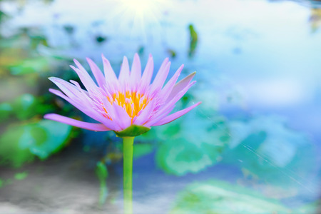 This beautiful Pink water lily or lotus flower blooming on the water with fog effect in garden,Thailand. Selective and soft focus with blurred background.の写真素材