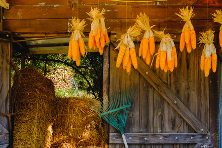 Corn cobs hanging to dry with background of the old Window. Vintage style.の写真素材