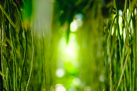 Selective focus. Root of  Orchids in the garden after raining.の写真素材