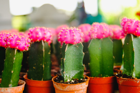 Pink Cactus Flowers in pots  at Cactus shop in flowers market . Bangkok, Thailand.の写真素材