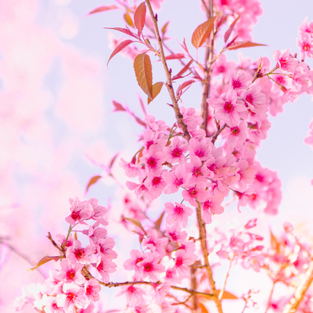Selective focus Branch of Himalayan Cherry Blossom , also call sakura pink color with Natural blur...