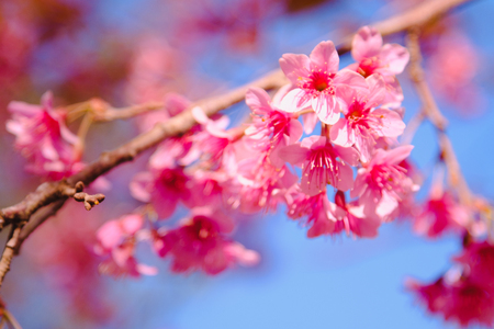 Selective focus Branch of Himalayan Cherry Blossom , also call sakura pink color with Natural blur background at highlands in winter at highlands of Phetchabun District, Thailand.の写真素材