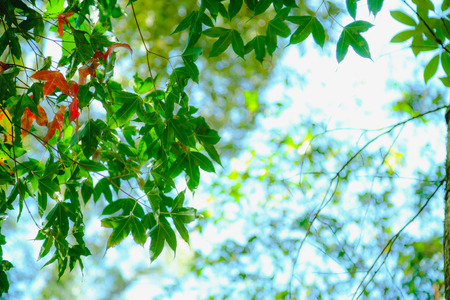Light coming through young spring maple leaf in forest on highland and mountain, Thailand. High key abstract background. Soft focus.の写真素材