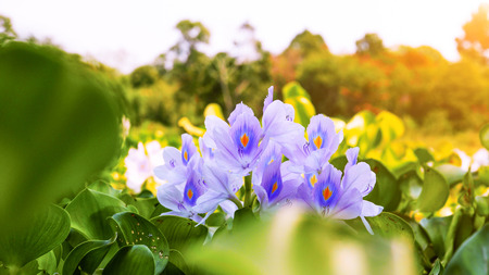 Flowering Water Hyacinth (Eichhornia crassipes) Growing Wild in the Swampy Waters of Thailand