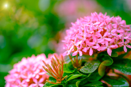 Water drop on Pink flower spike, Rubiaceae flower, Ixora coccinea and select focus front Pink Rubiaceae flowerの写真素材