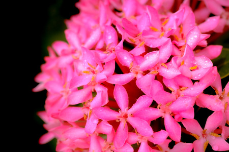 Water drop on Pink flower spike, Rubiaceae flower, Ixora coccinea and select focus front Pink...
