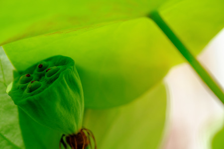 Lotus flowers with seeds.の写真素材