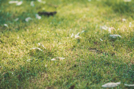 Vintage Image and selective focus image of the green grass in the garden.の写真素材