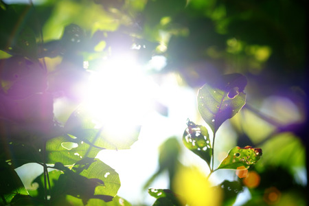 Vintage Image of natural blurred bokeh background with sunlight effectの写真素材