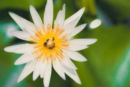 Top view , buddhist concept of white lotus with little bee on the surface water.の写真素材